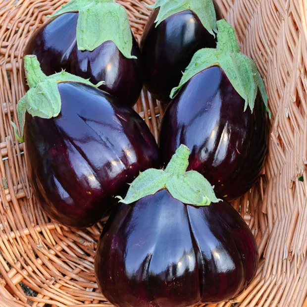 Aubergine Black Beauty - Image 2