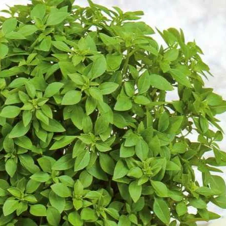 Basilic Grec nain compact pour pot Minette
