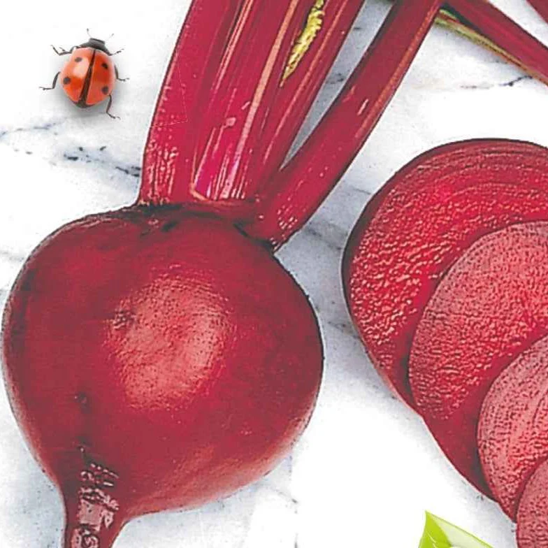 Betterave rouge de Détroit 2 - Storuman Bio