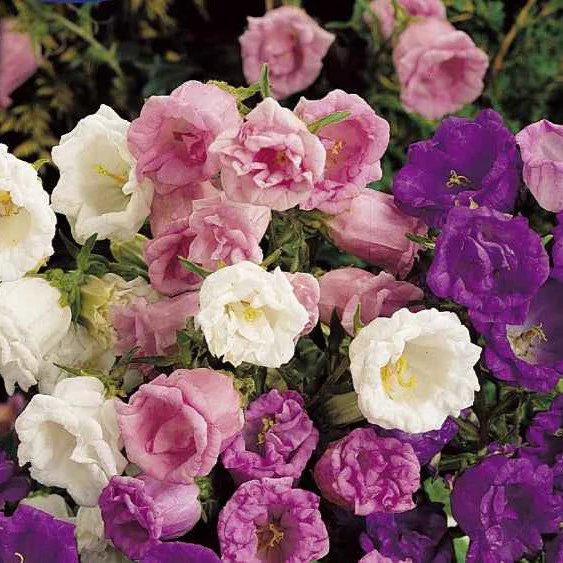 Campanule à grosses fleurs doubles en mélange