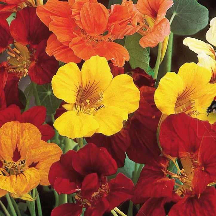 Capucines à grandes fleurs simples en mélange Bio