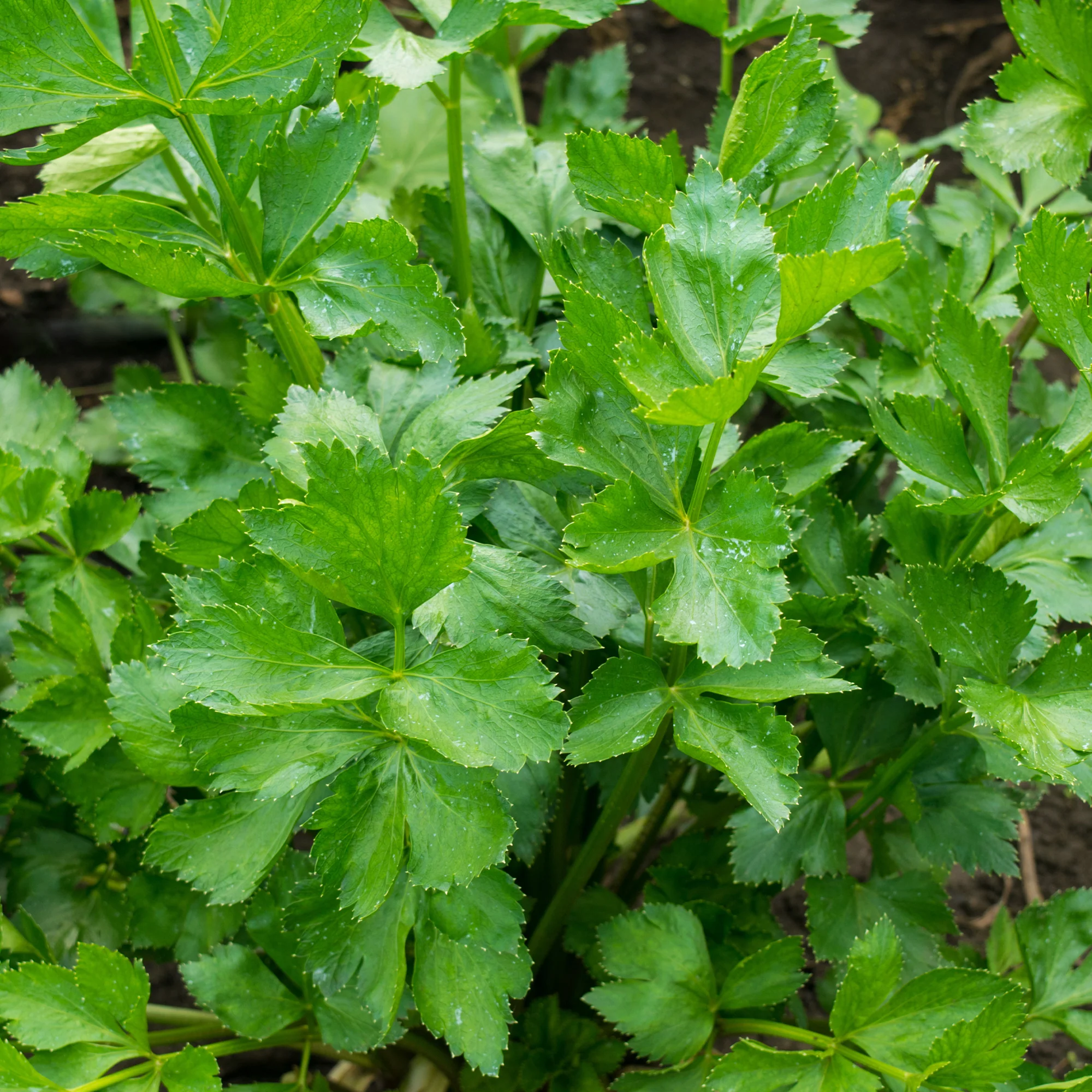Céleri vivace à couper - Image 3