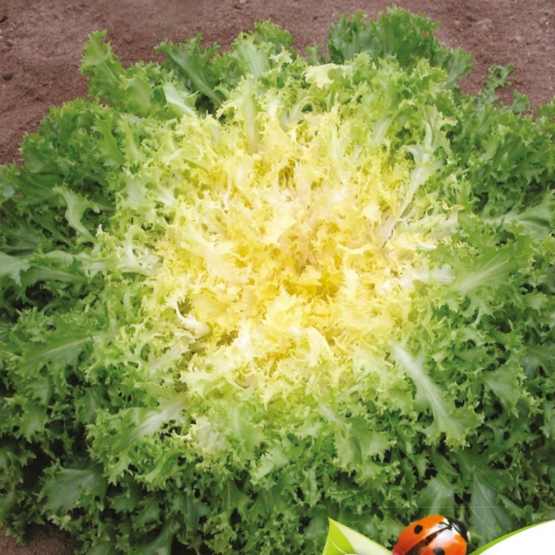 Chicorée frisée très fin - Myrna Bio