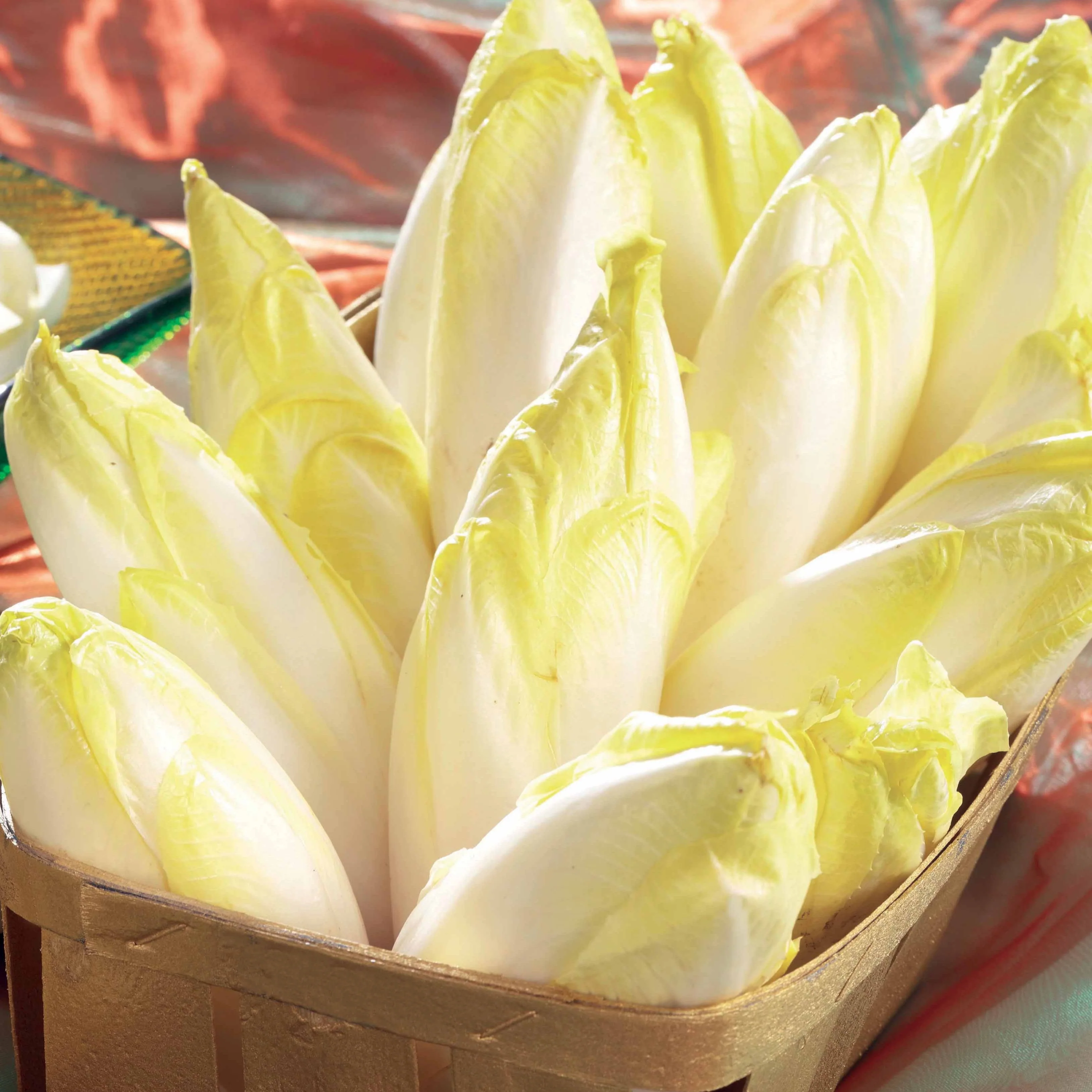Chicorée Witloof Atlas F1 - endive