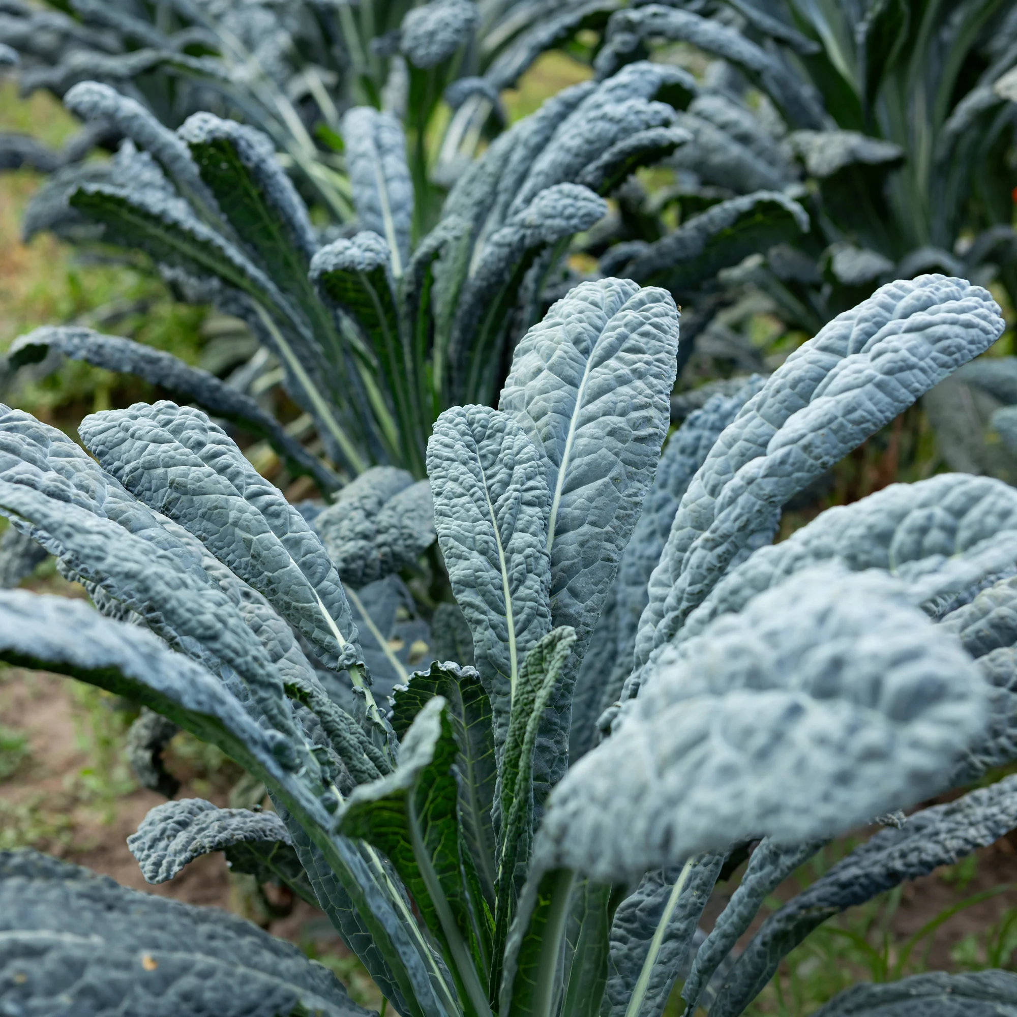 Chou palmier lancinate Nero di Toscana Bio