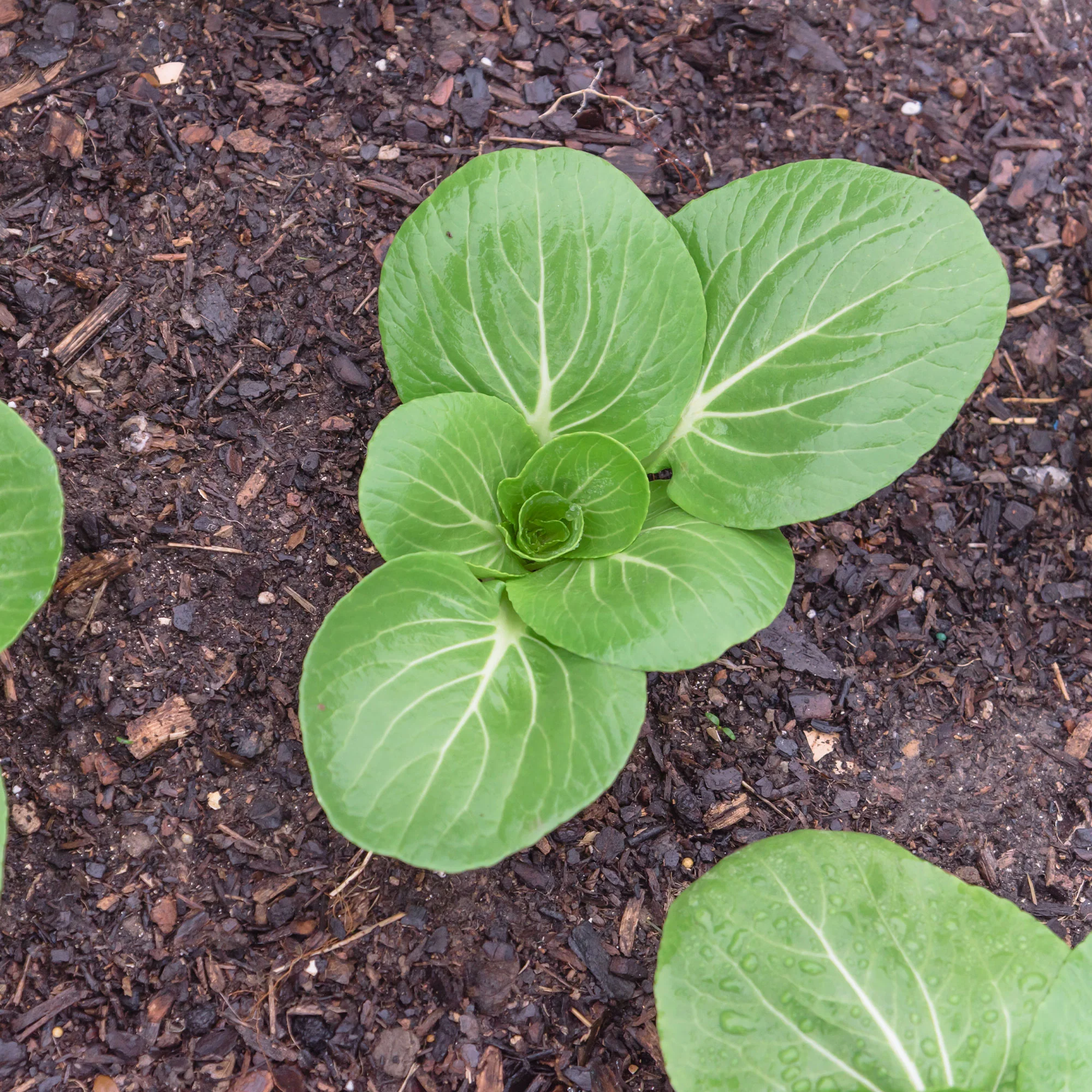 Chou de Chine Pak-choi Green Fortune F1 - Image 5