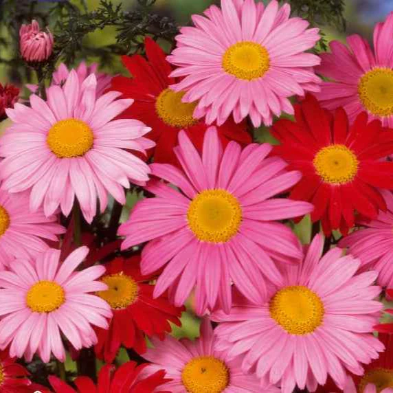 Chrysanthème vivace et Pyrèthre Robinson's Giants en mélange