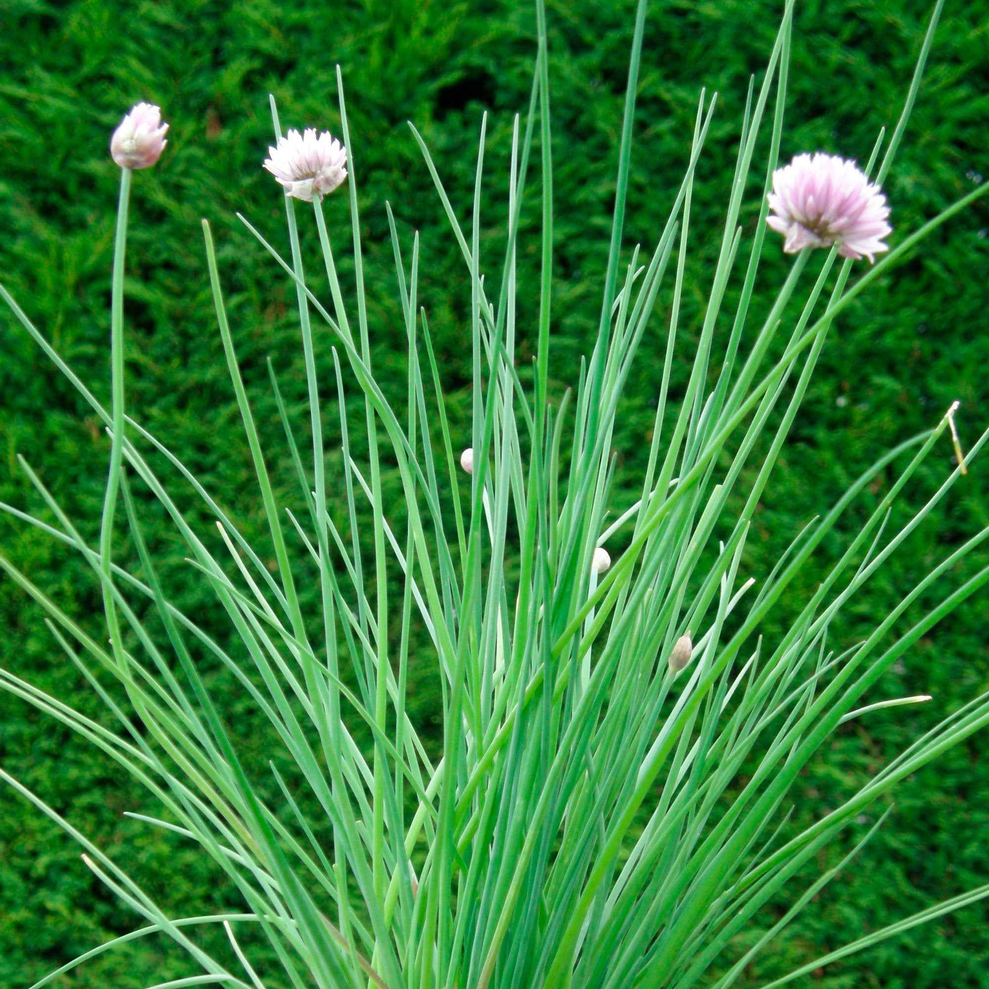 Ciboulette BIO - Image 3
