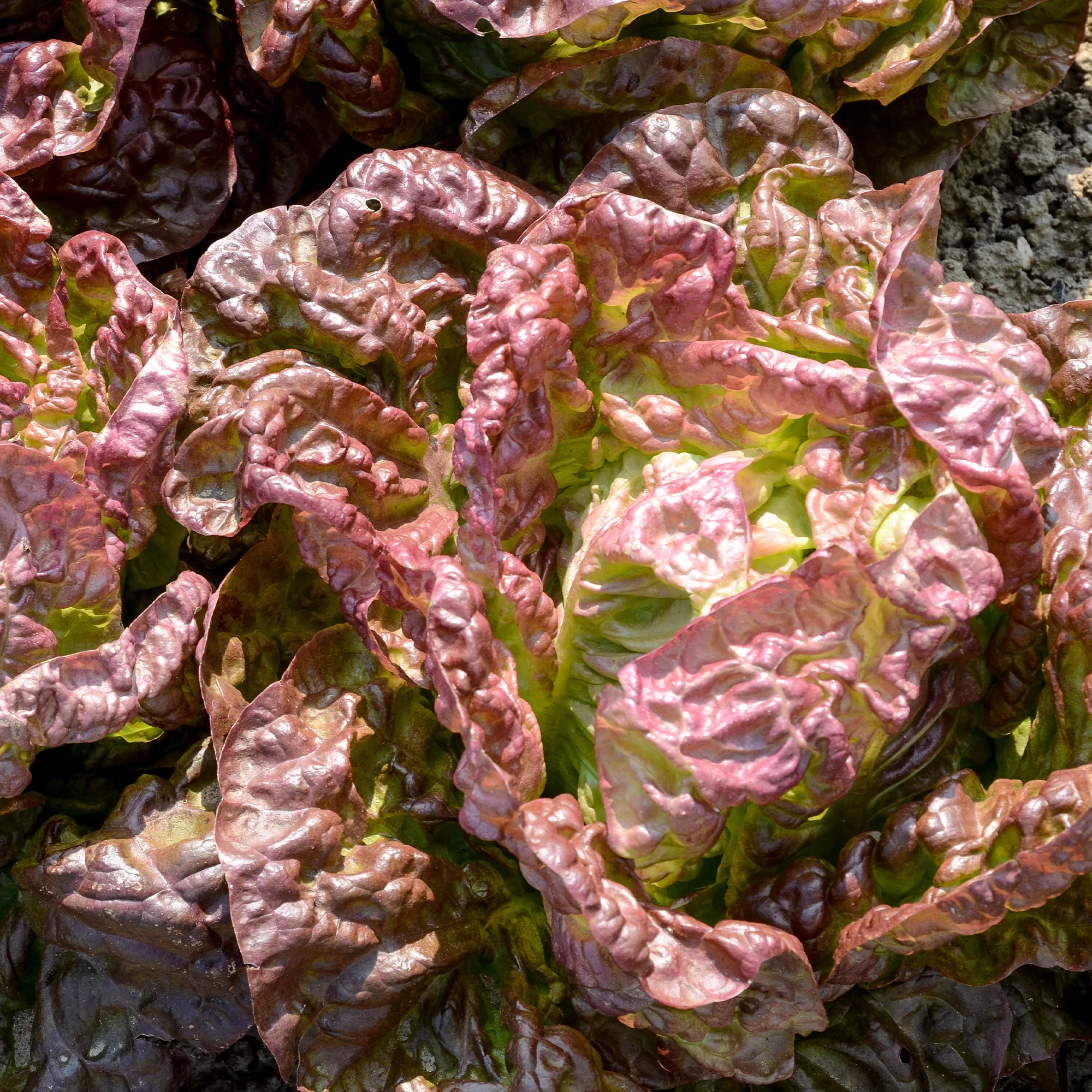 Collection de 6 mois de salades - Image 4
