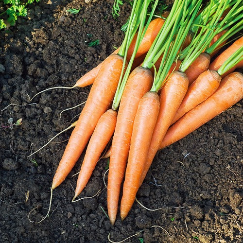 Collection de carottes : Nantaise, Carentan, Colmar - Image 2