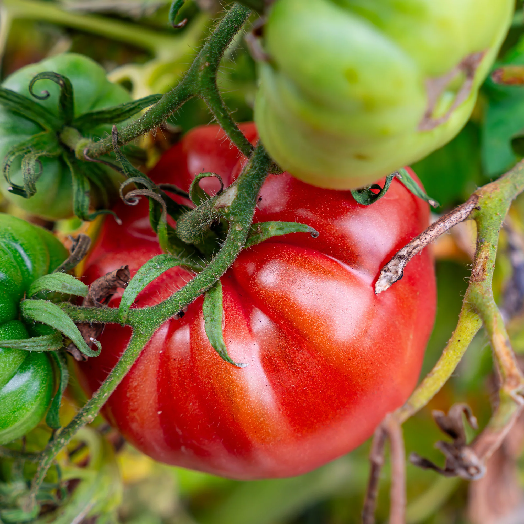 Collection de légumes du soleil - Image 5