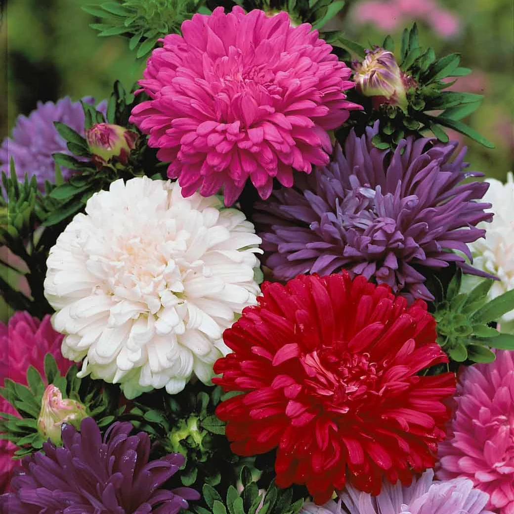 Collection de Reine-marguerite - Image 2