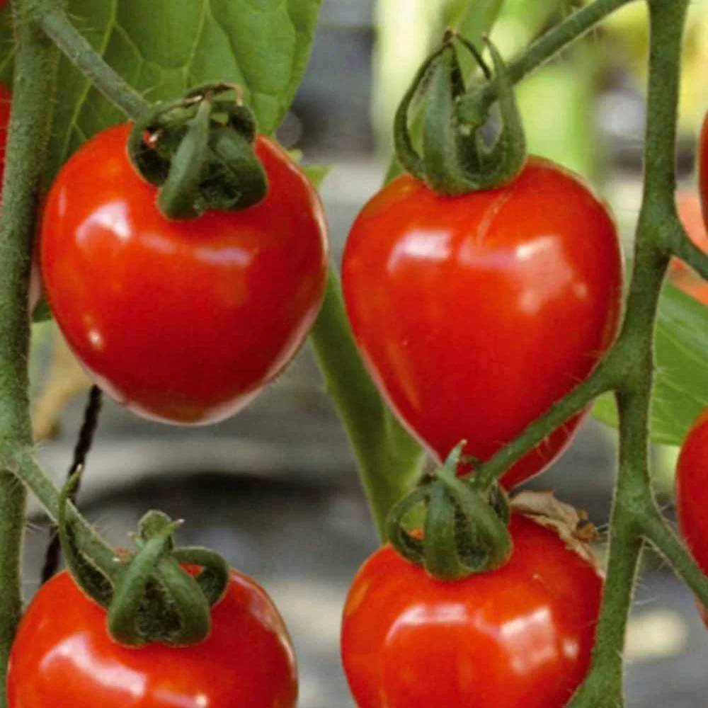 Collection de Tomates cerises - Image 4