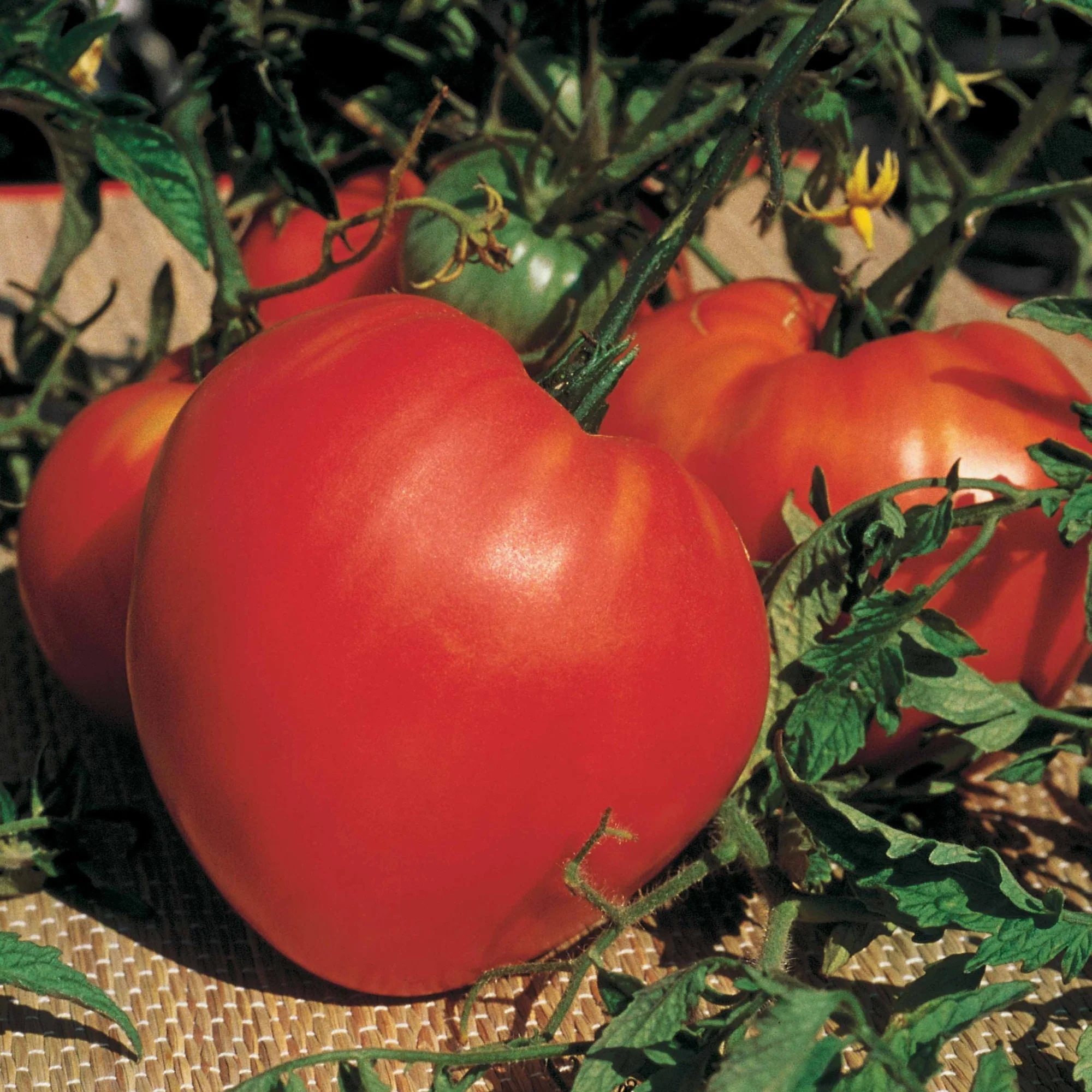 Collection de Tomates savoureuses - Image 3