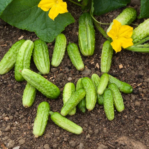 Cornichon Vert Petit de Paris - Image 2