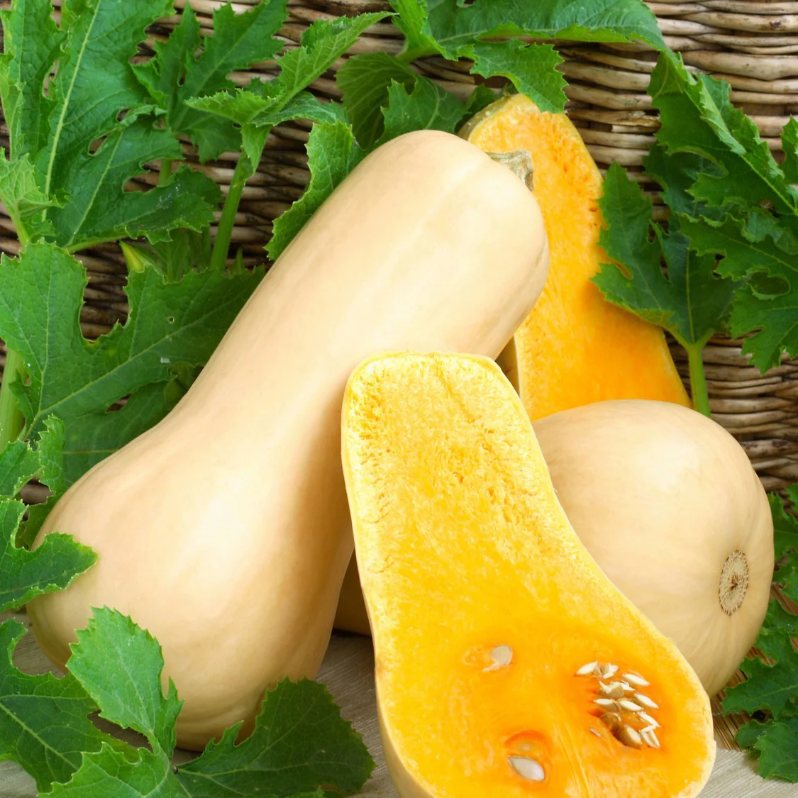 Courge Butternut Hercules F1 - Image 2