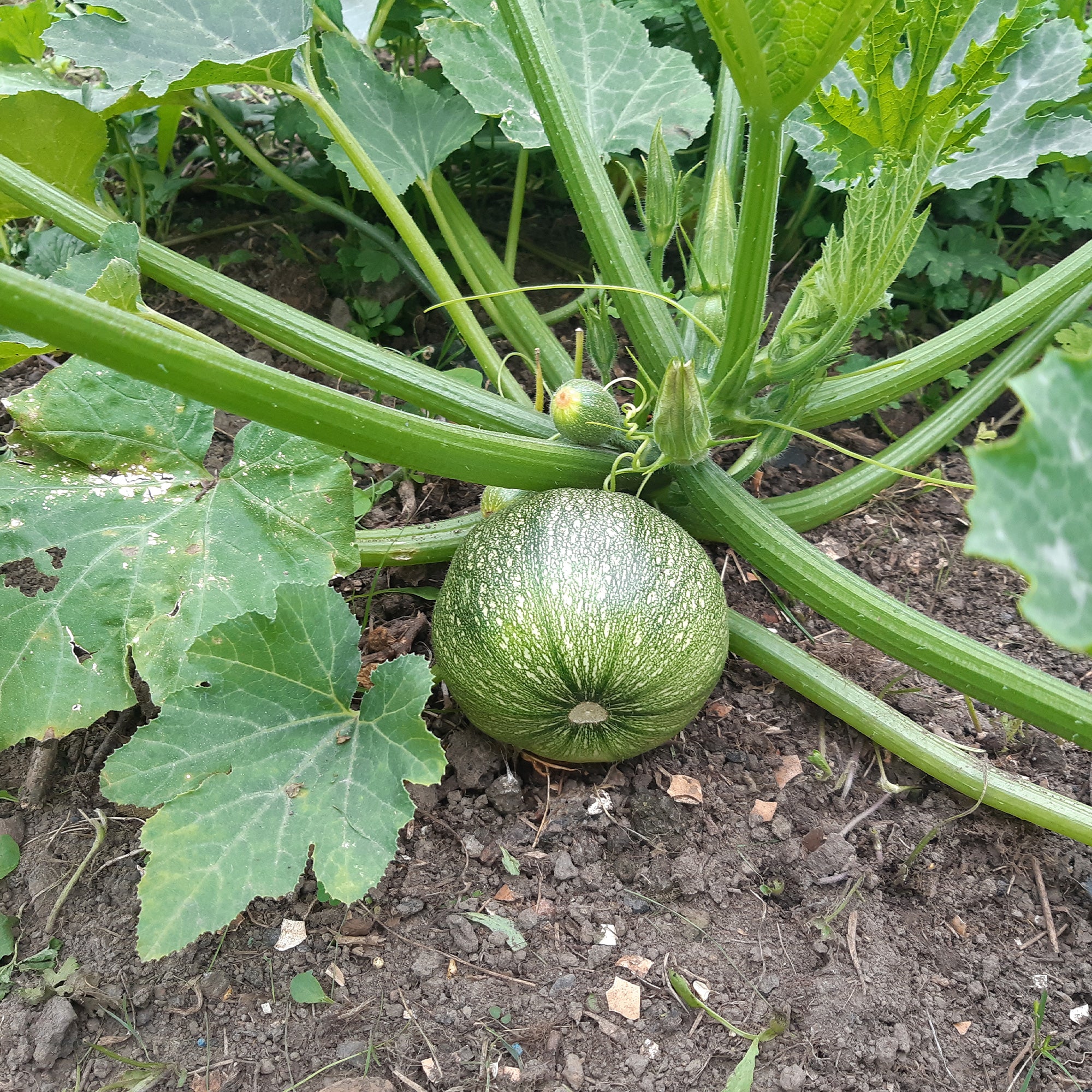 Courgette De Nice à fruits ronds - Image 2
