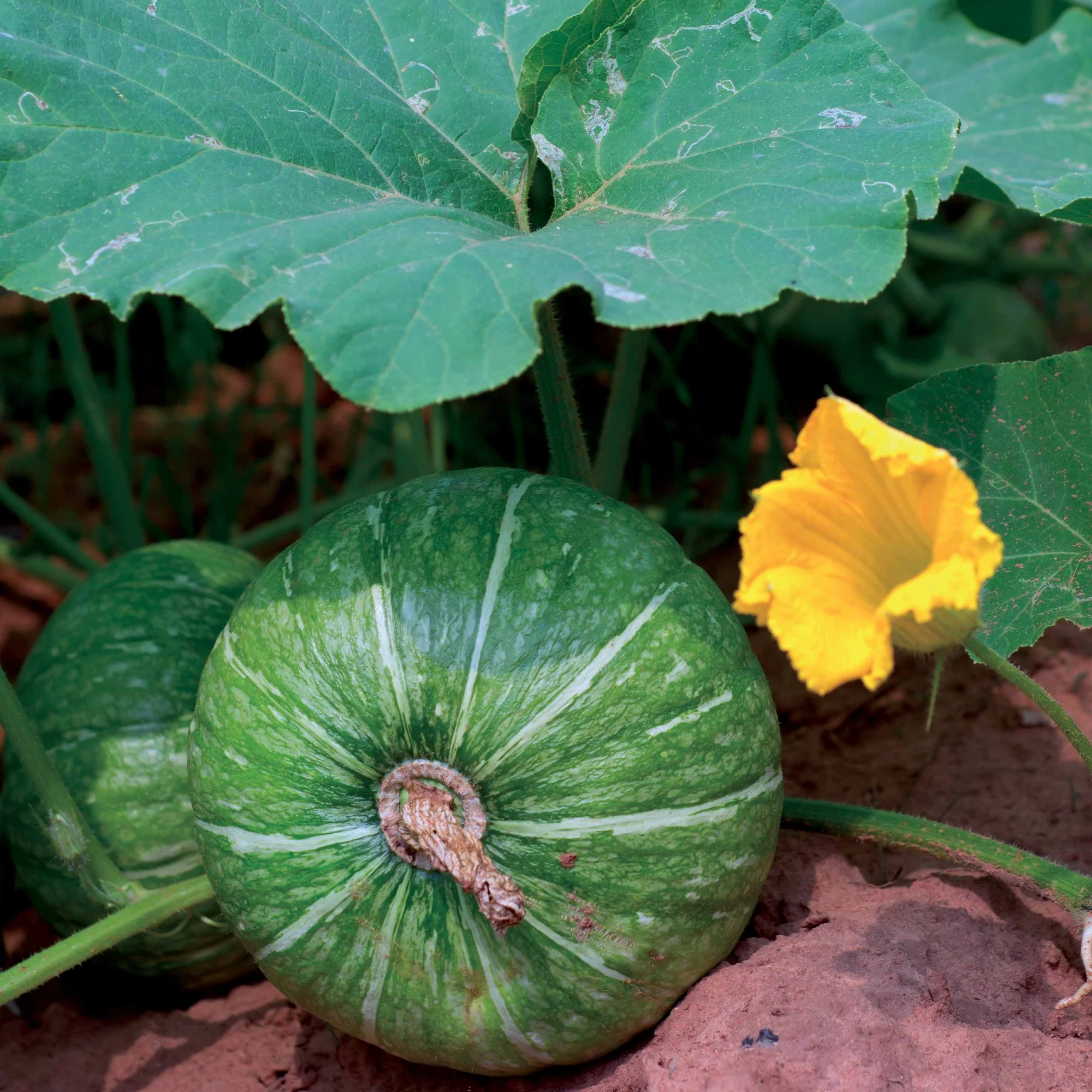 Courgette De Nice à fruits ronds - Image 3