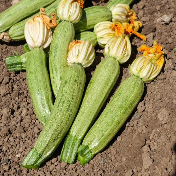 Courgette Profusion - Grisette de Provence - Image 2