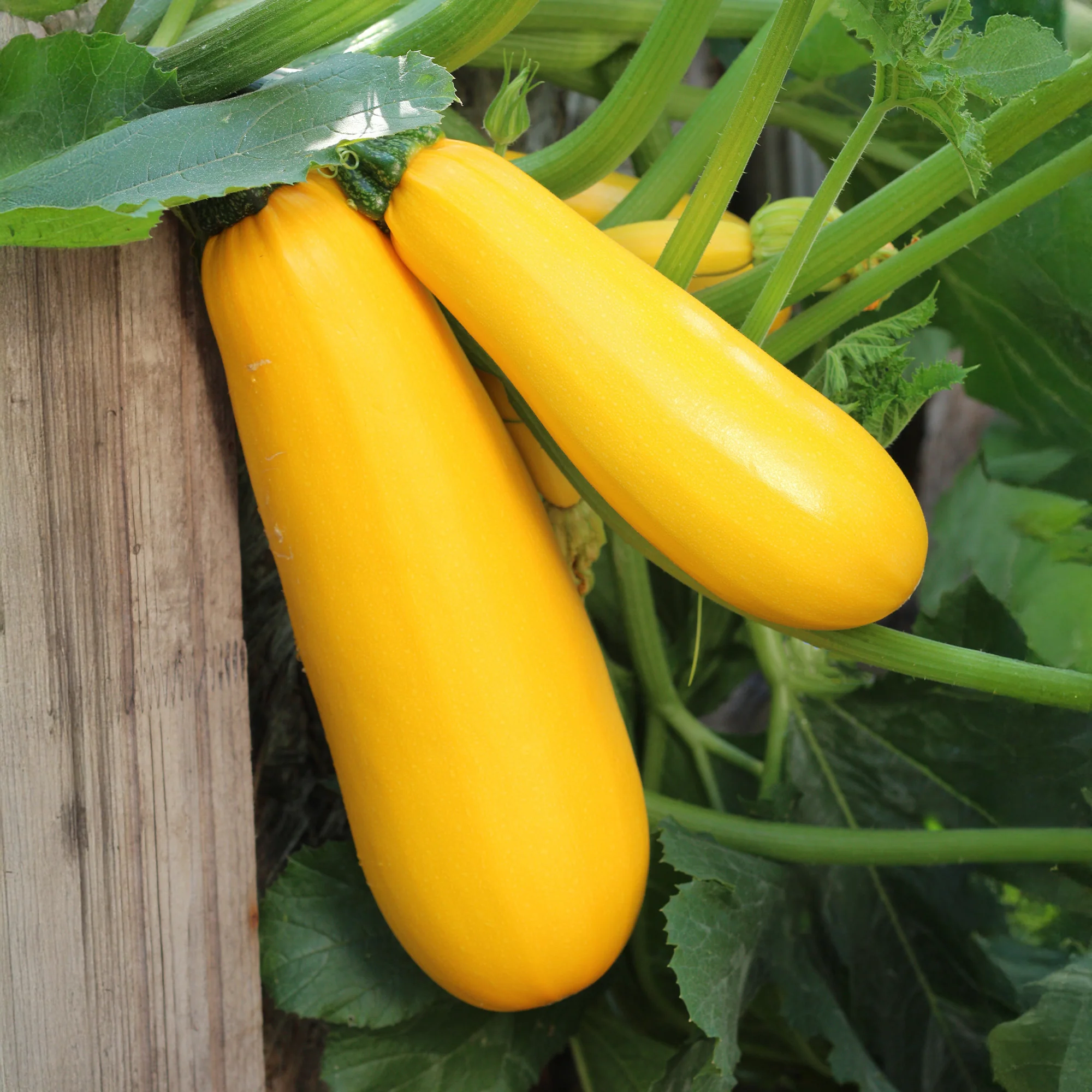 Courgette Soleil F1
