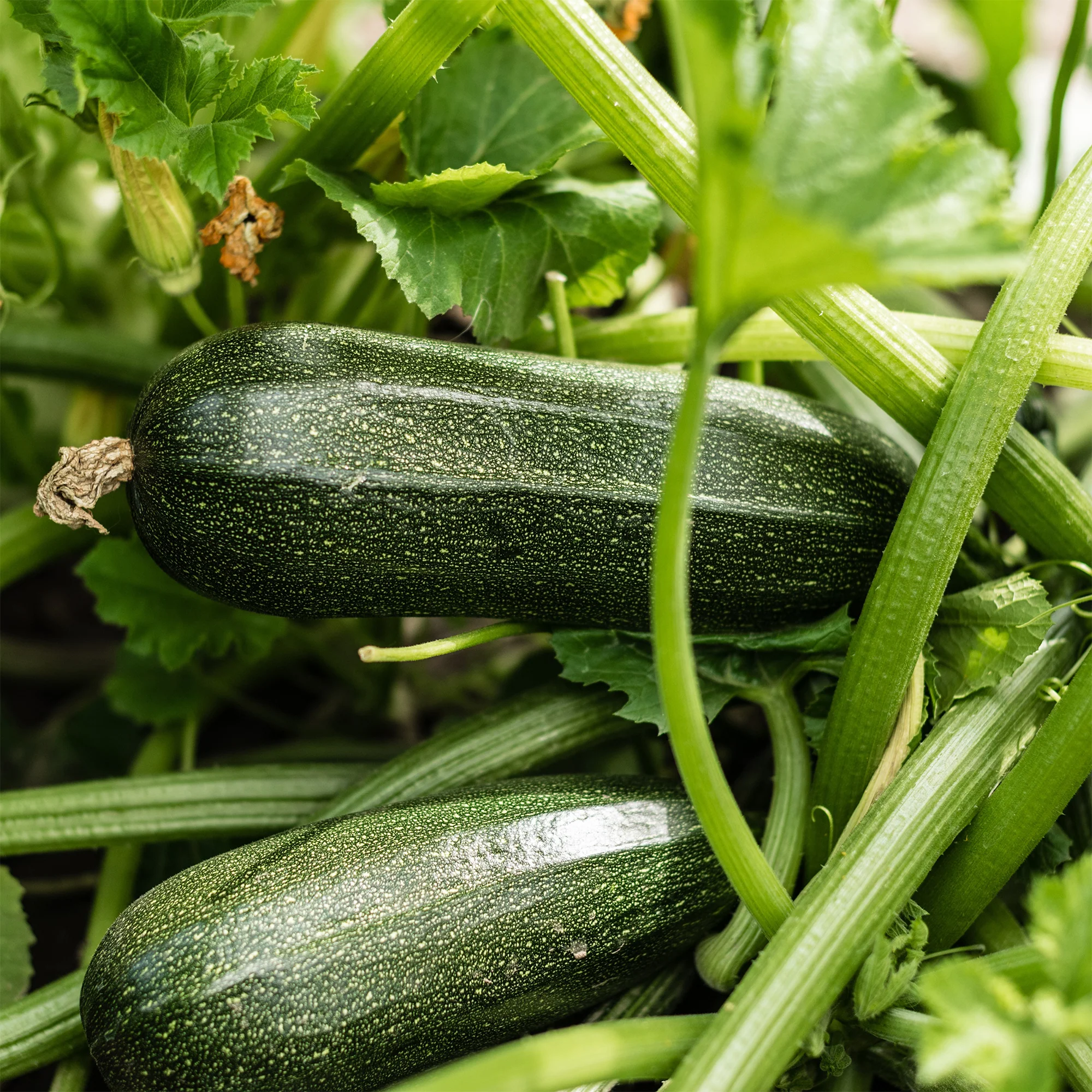 Courgette Storr's Green F1 - Image 2