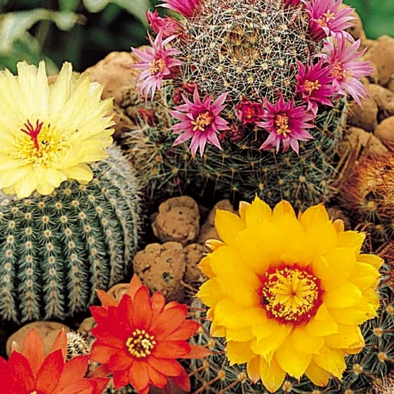 Graines de Cactus en mélange