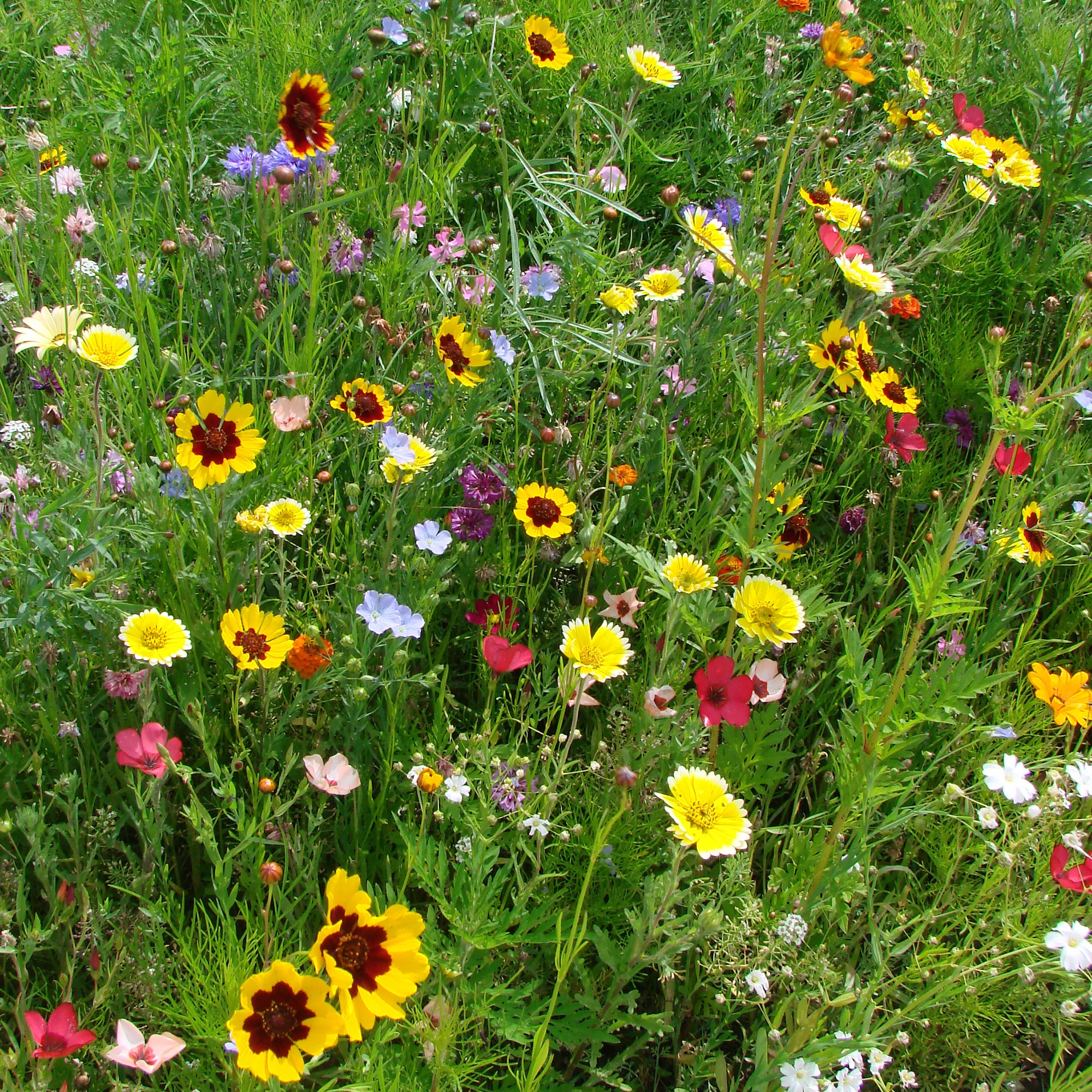 Graines de fleurs spécial terrains secs en mélange