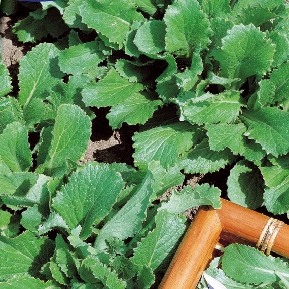 Feuille de chou navet vert - Image 2