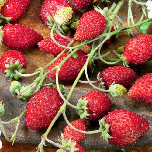 Fraisier des bois Baron Solemacher