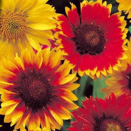 Gaillardes vivaces en mélange