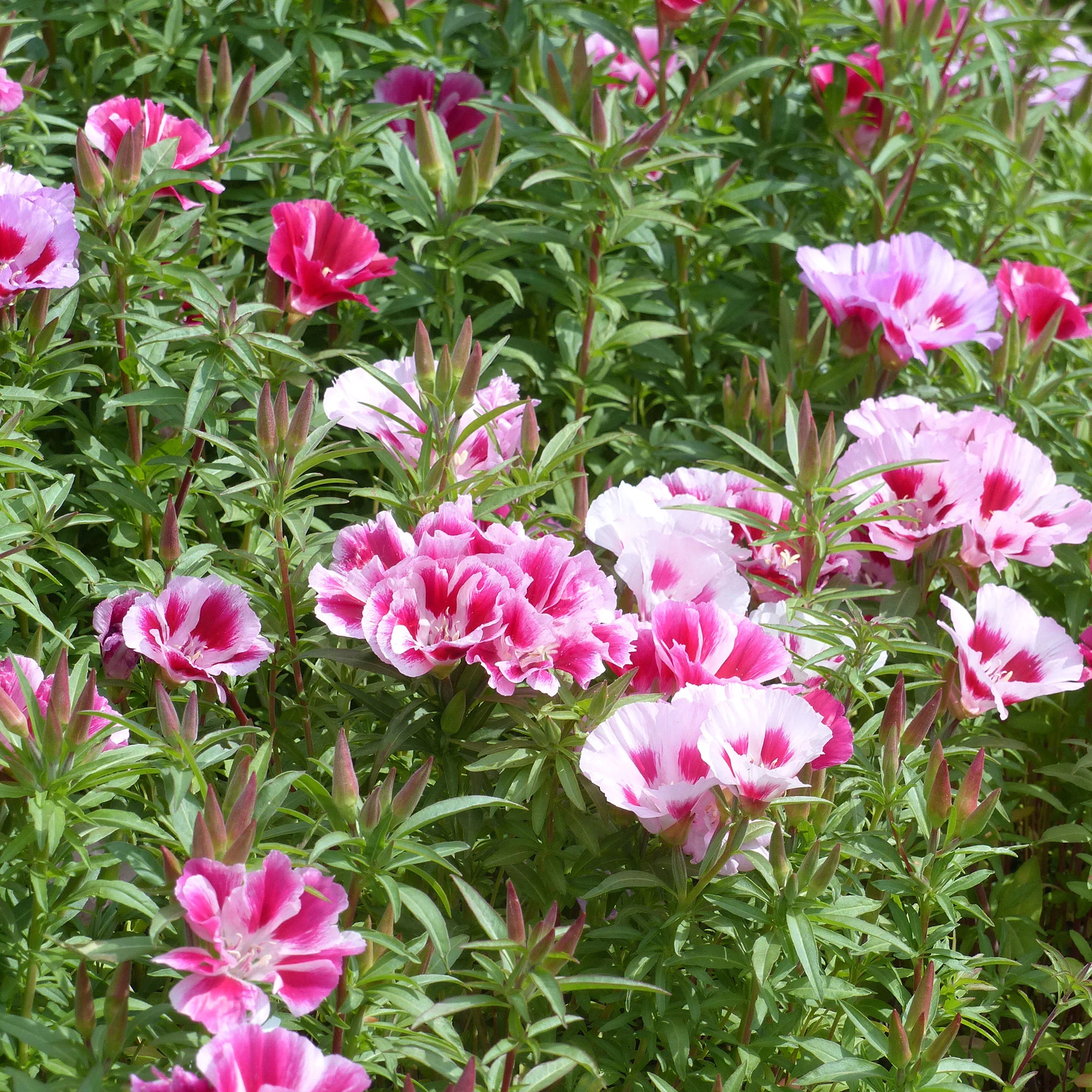 Godetias à fleurs d'azalée en mélange - Clarkia