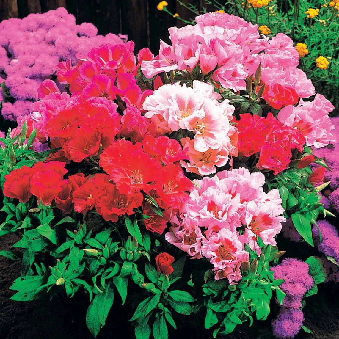 Godetias à fleurs d'azalée en mélange - Clarkia - Image 2