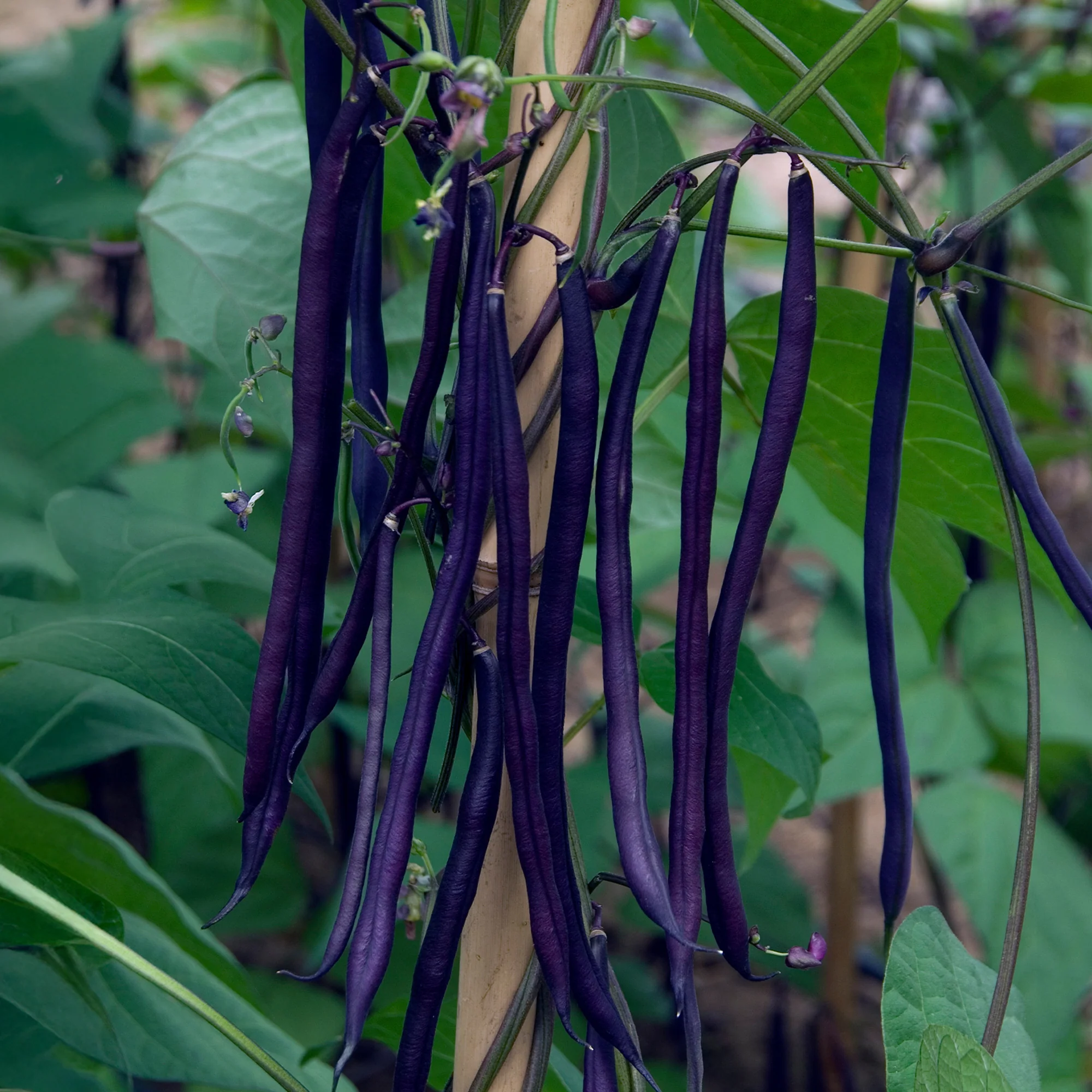 Haricot à rames à cosse violette - Image 3