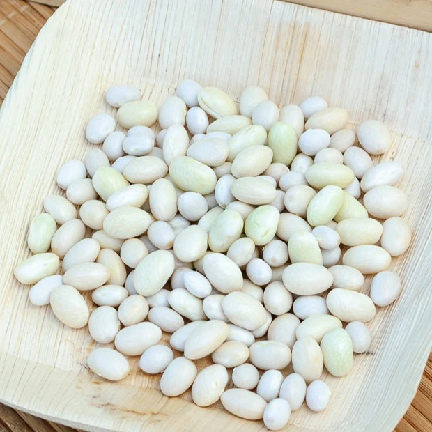 Haricot Coco nain blanc précoce - Image 2