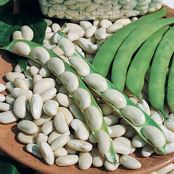 Haricot nain Michelet à longue cosse (100 g)