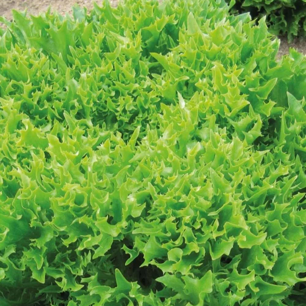 Laitue batavia frisée Eazyleaf Skilton
