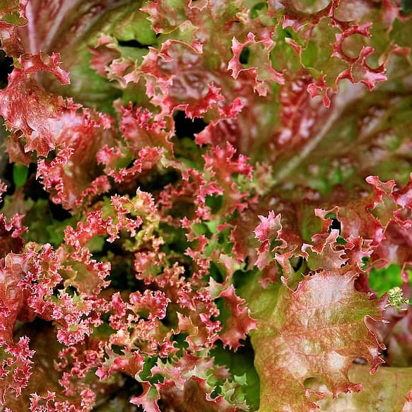 Laitue Lollo Rossa Bio