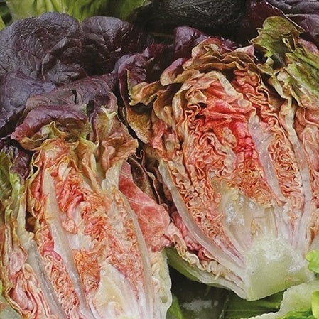 Laitue romaine Little Gem Intred