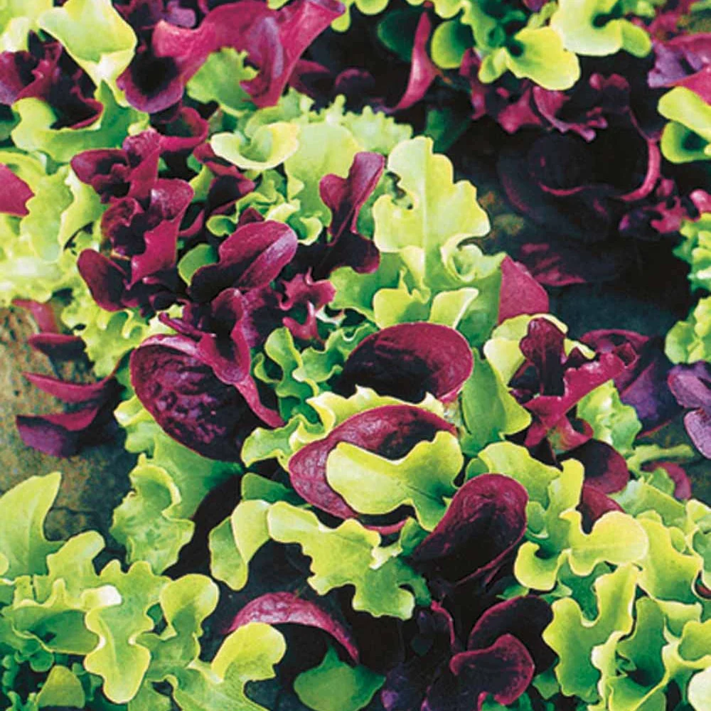 Laitues à petites feuilles en mélange