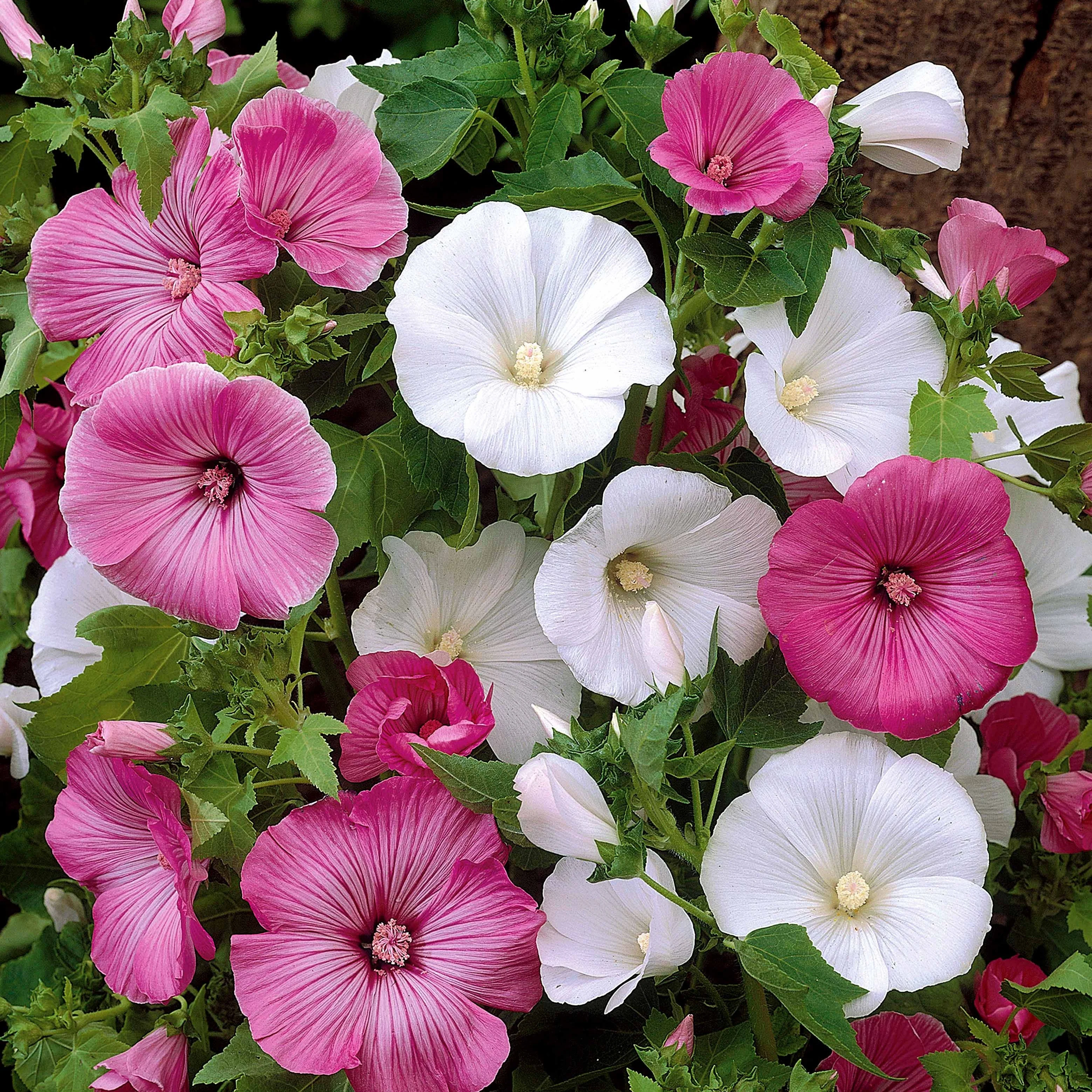 Lavatères à grandes fleurs en mélange - Image 2