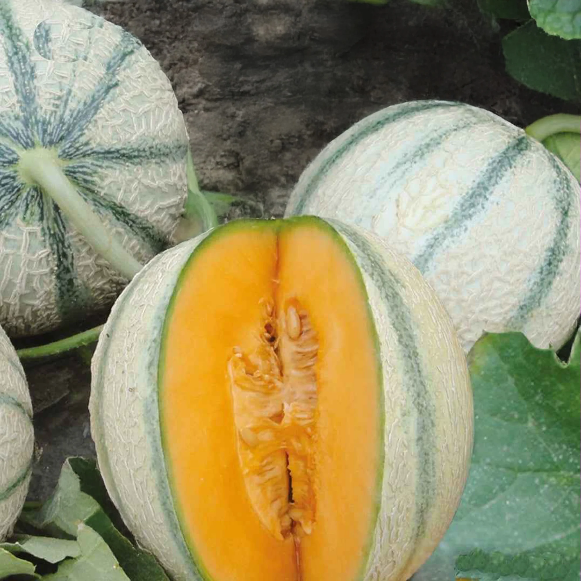 Melon charentais Artemi's F1
