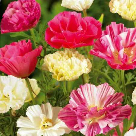 Pavot de Californie à fleurs doubles en mélange