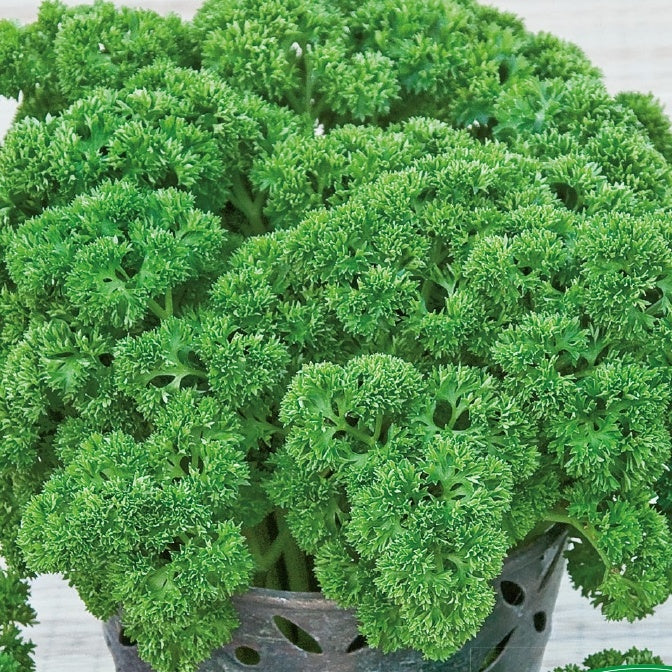 Persil nain frisée mousse Xenon Wega
