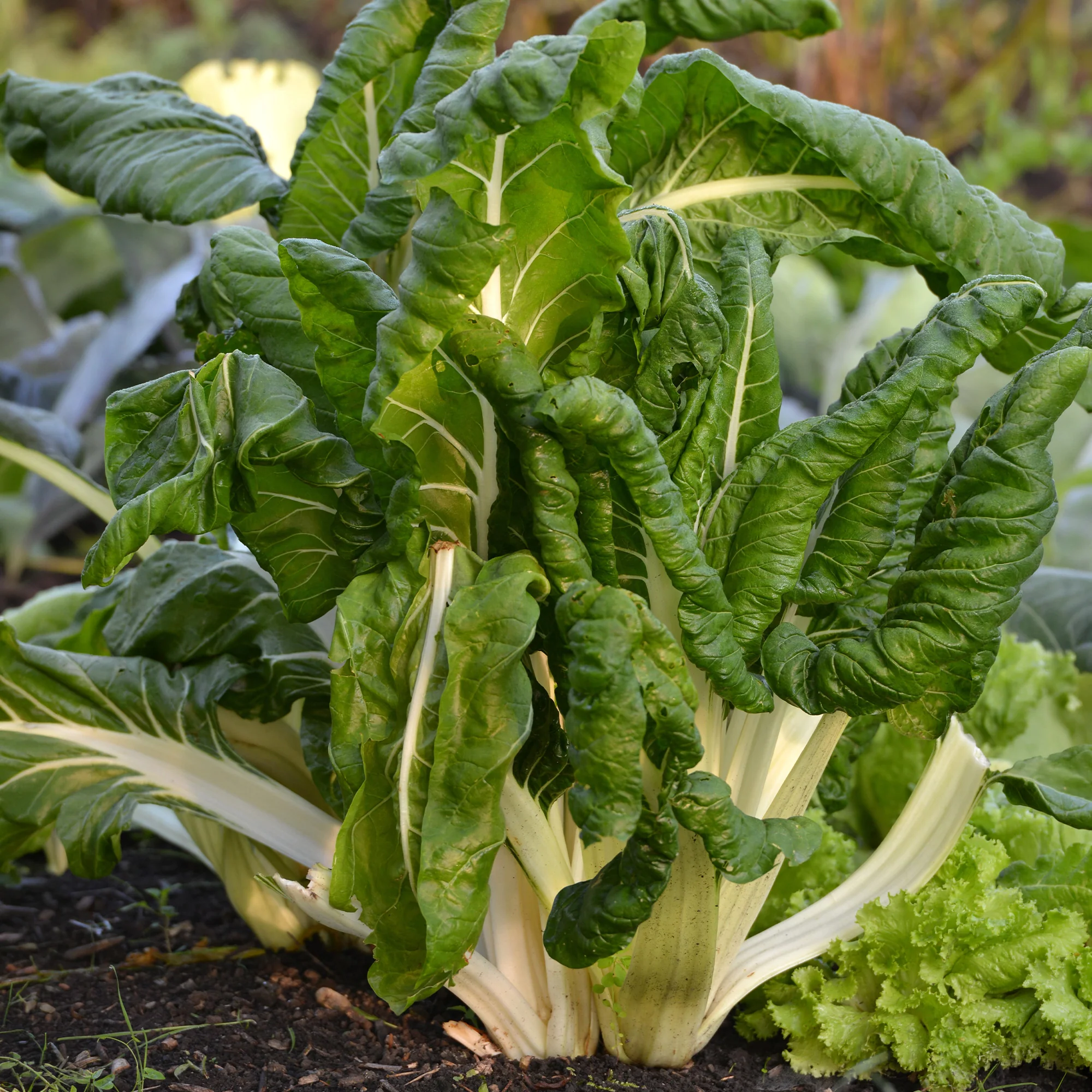 Poirée verte à carde blanche 3 Bio
