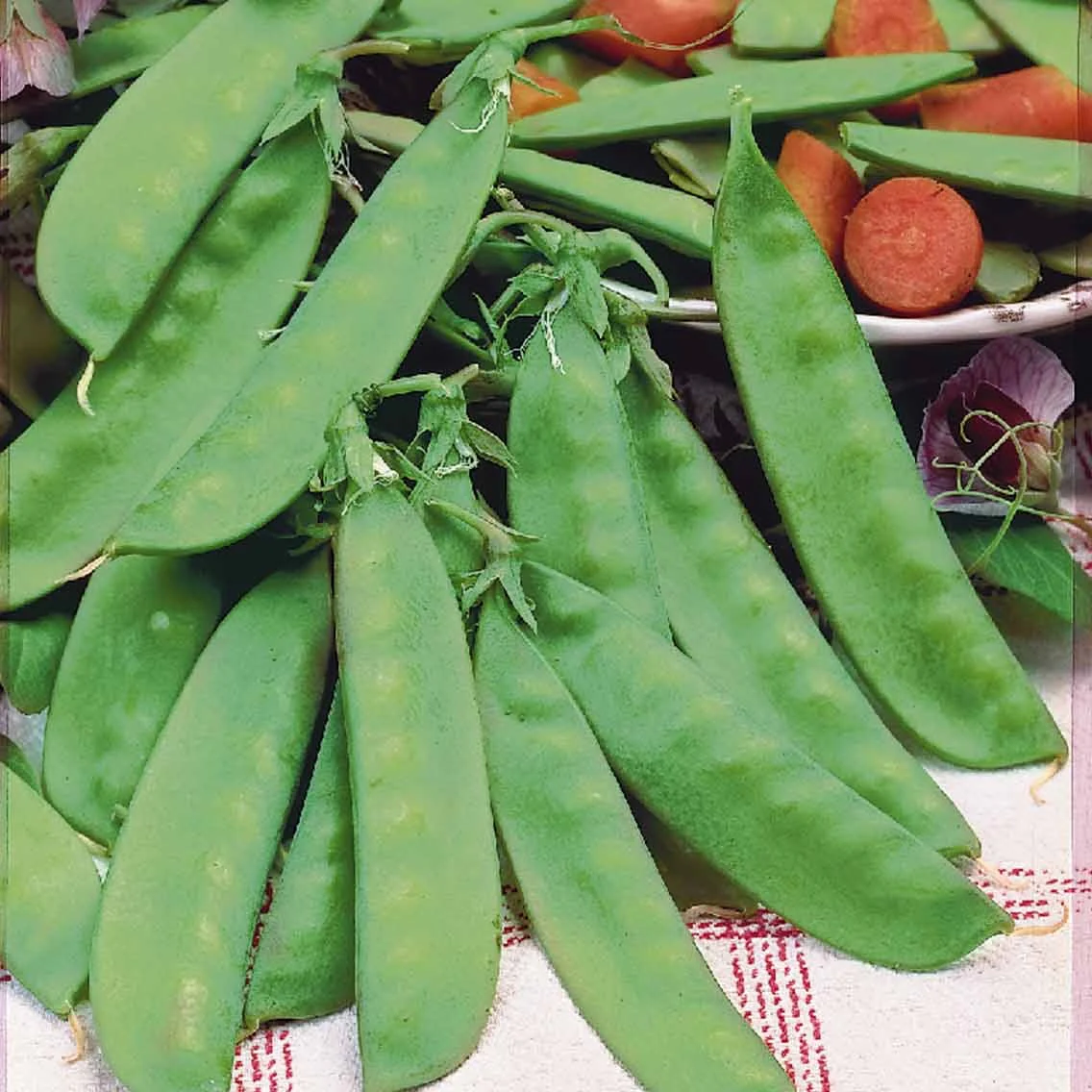 Pois à rames mangetout Corne de Bélier