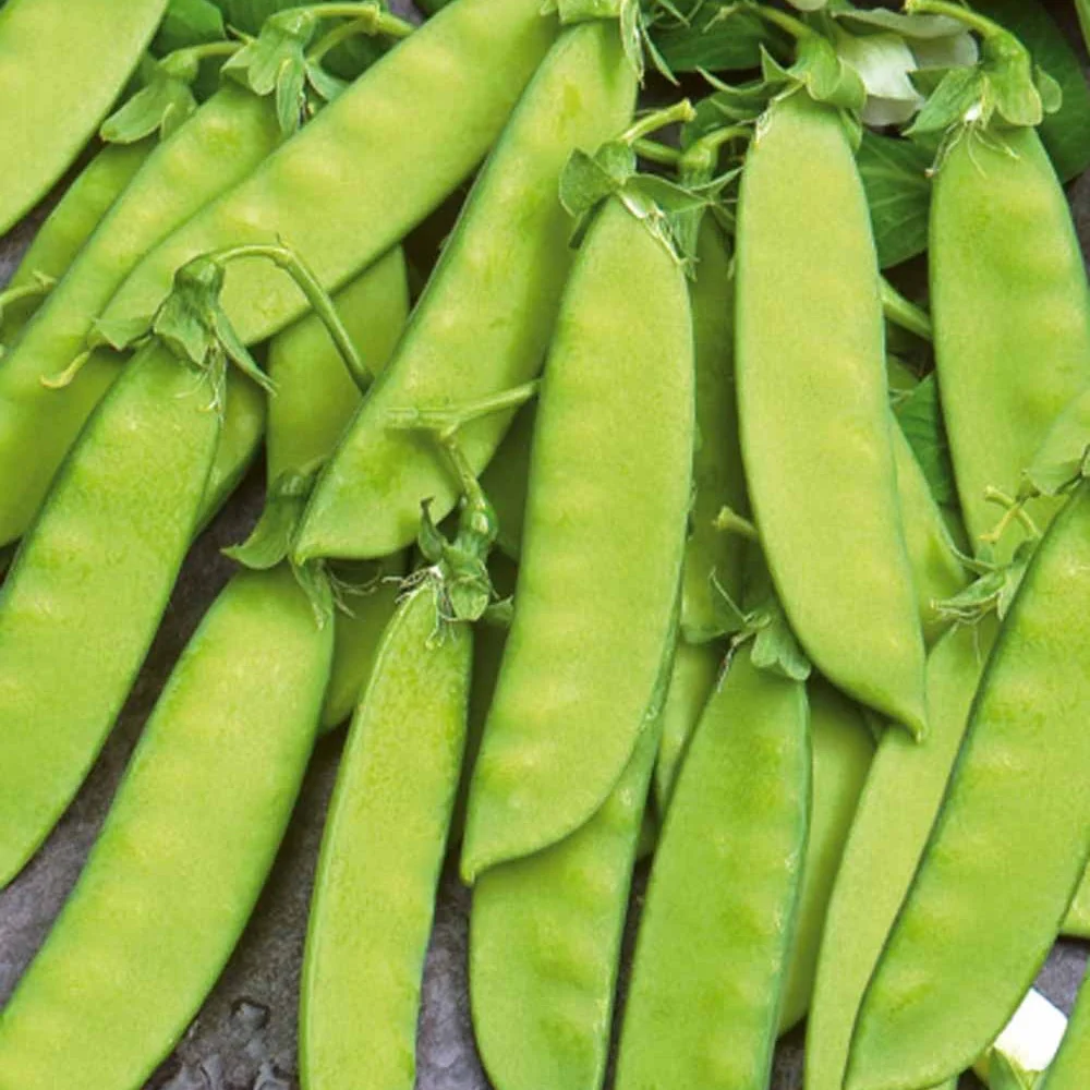 Pois mangetout Vroege Hendriks