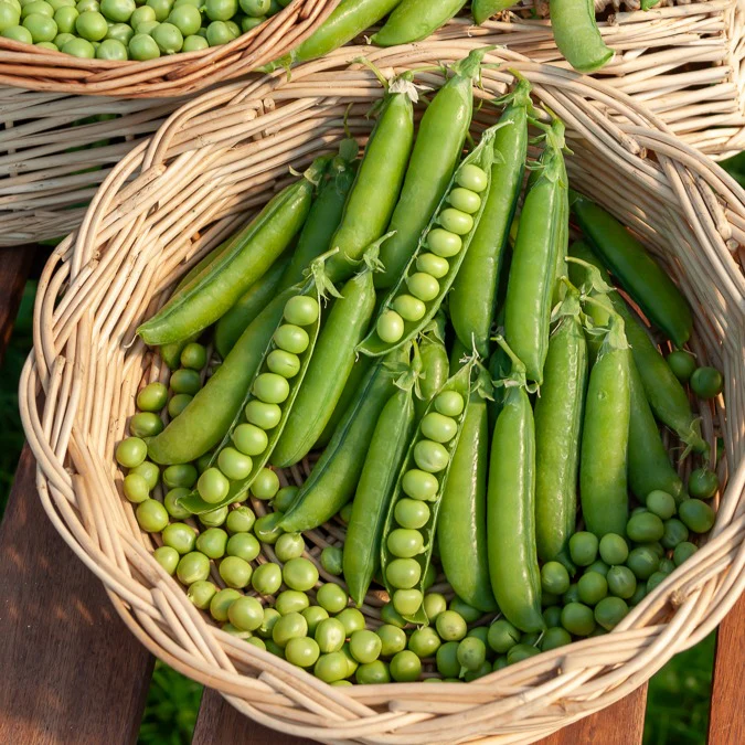 Pois rond à rames Le Généreux - Image 2