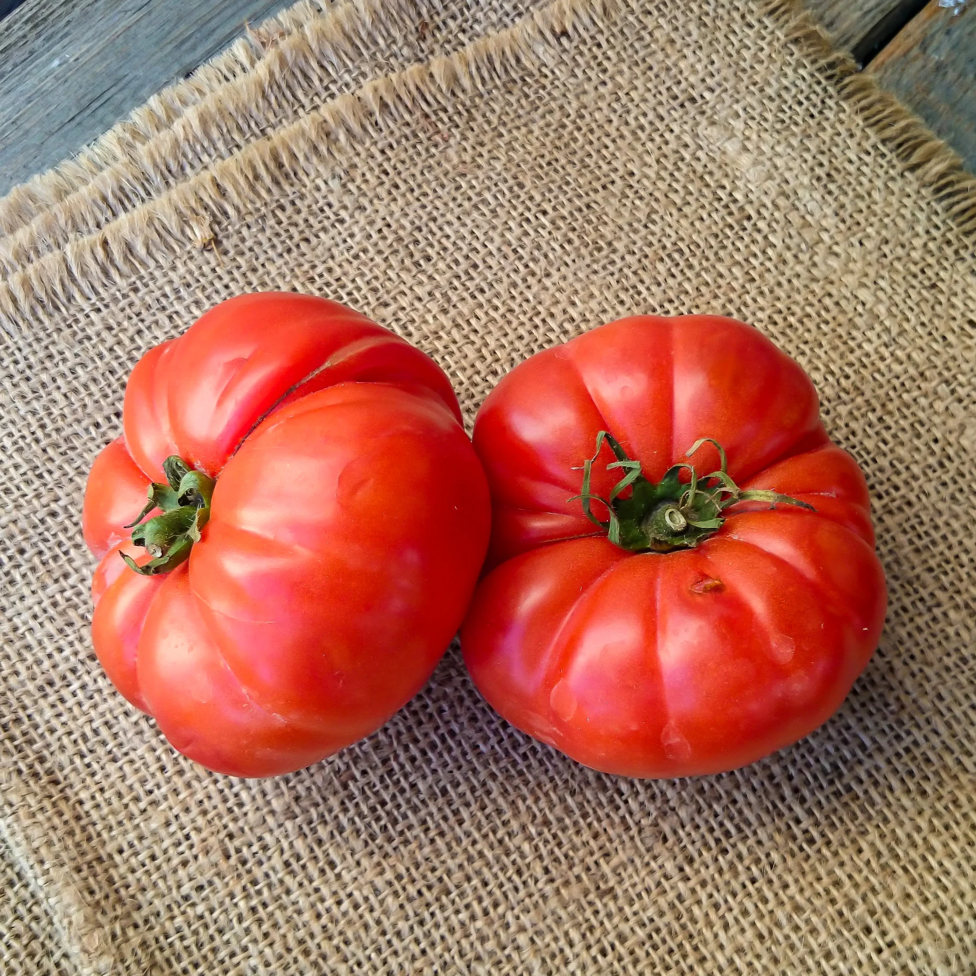 Tomate à très gros fruits Marmande