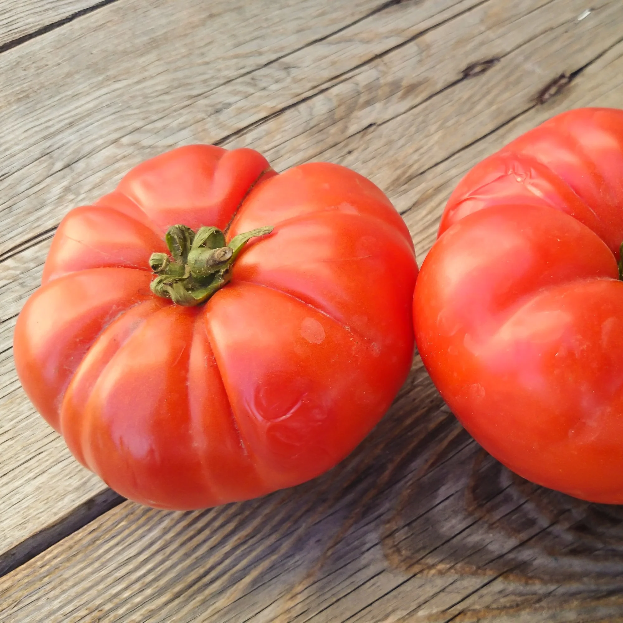 Tomate à très gros fruits Marmande - Image 2