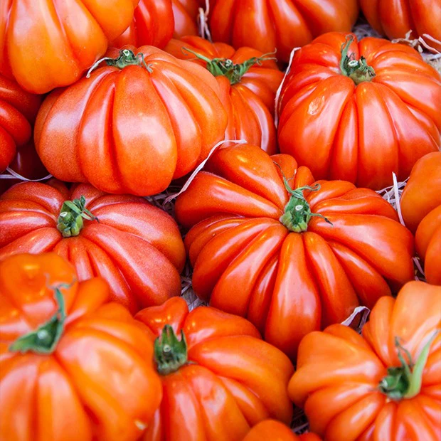 Tomate Beefsteak
